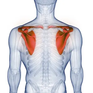Upper Arm Injury Diagnosis Prints: Image converted using ifftoany