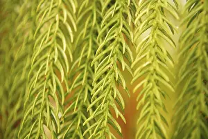 Full Frame Nature Photography Prints: Image with green leaf closeup as a background image