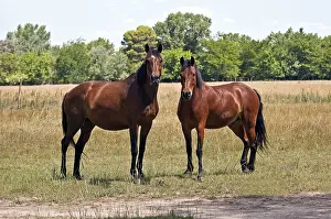 Animal Pictures Prints: Image of two horses looking at the camera