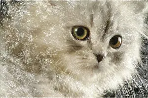 Kitten Looking At Camera Prints: Image of a kitten close-up