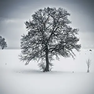 Wintry Nature Photography Prints: An image of a nice tree in a winter scenery
