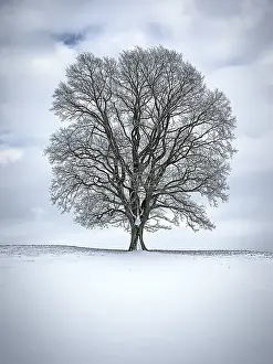 Beautiful Winter Landscape Prints: An image of a nice winter tree