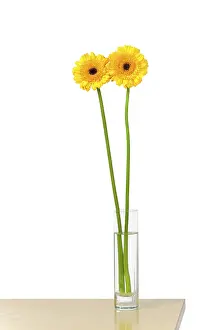 Framed Print : Yellow Gerber Daisy Print Framed Print : Yellow Gerber Daisy Print
