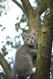 Feliformia Animal Pictures Prints: The image of the scared kitten on a tree