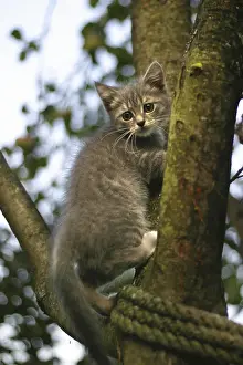Baby Animal Pictures Prints: The image of the scared kitten on a tree
