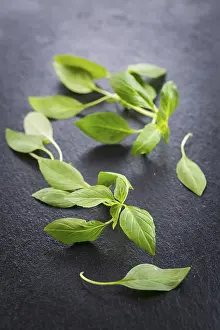 Thai Cuisine Ingredients Prints: Image of Thai basil leaves