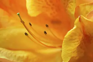 Macro Plant Photography Prints: Impression of flower
