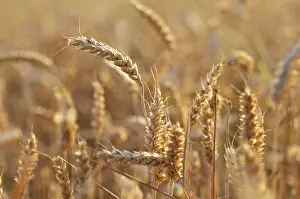 Grain Field Scenery Prints: Impressions at the cornfield