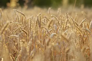 Grain Field Scenery Prints: Impressions at the cornfield