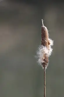 Rhineland Palatinate Nature Prints: Inflorescence of a bulrush (Typha sp)
