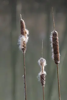Aquatic Plant Germany Prints: Inflorescence of a bulrush (Typha sp)