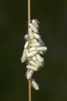 German Wildlife Fauna Prints: Insect puppet web - Chrysalises in a blade of grass