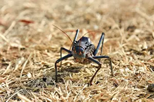 Natural Environment Insects Photos Prints: An insect on a semi-solid ground