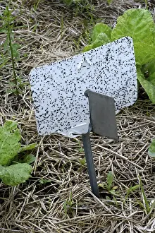 Central European Vegetables Prints: Insect trap in vegetable patch, Germany