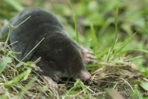 Prints of Insectivora, insectivora, mole, talpa europaea, mammals, mammals Talpidae Prints: Mole Print - Talpa Europaea Insectivora Mammal