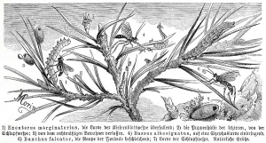 Historic Insect Illustrations Prints: Insects, Exenterus marginatorius