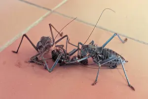Etosha National Park Prints: Two insects interacting on a tiled floor