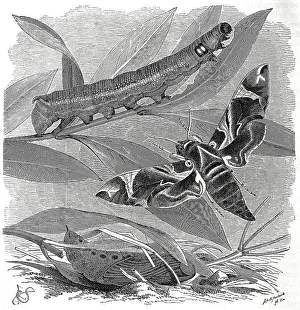 Historic Insect Illustrations Prints: Insects, Oleander hawk moth, Sphinx nerii