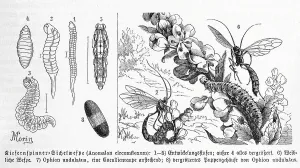 Black And White Insects Prints: Insects, Pine moth, Sickle waspa