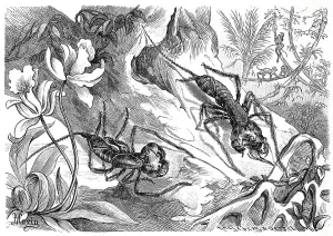 Historical Print of Thelyphonus caudatus