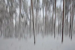 Intentional Camera Movement Prints: Intentional camera movement (ICM)