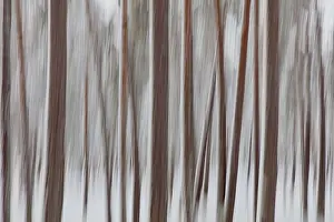 Intentional Camera Movement Prints: Intentional camera movement (ICM)