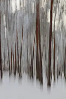 Intentional Camera Movement Prints: Intentional camera movement (ICM)