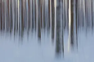Intentional Camera Movement Prints: Intentional camera movement (ICM)