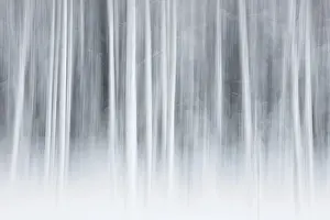 Intentional Camera Movement Prints: Intentional camera movement (ICM)