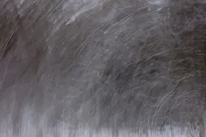 Intentional Camera Movement Prints: Intentional camera movement (ICM)