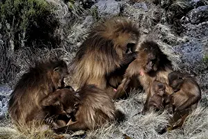 African Grasslands Prints: Interactive group of Gelada monkeys in a meadow