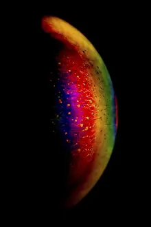 Natural Scientific Research Prints: Interference of equal thickness