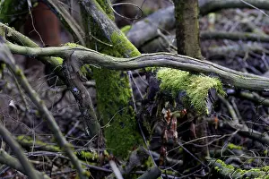 Moss Covered Branch Prints: Intertwining branches, Lueerwald Forest