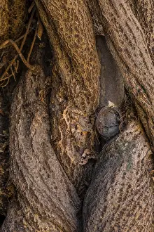 Deserted Forest Scenery Prints: Intricate patterns and rugged texture of a tree bark