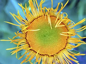 Yellow Flowering Plant Prints: Inula / (Inula spec.)