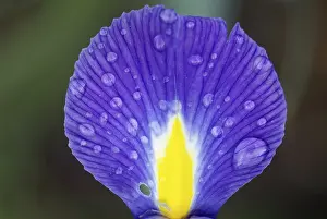 Open Air Blossoms Prints: Iris