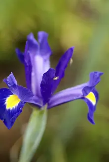 Garden Flowers Prints: Iris