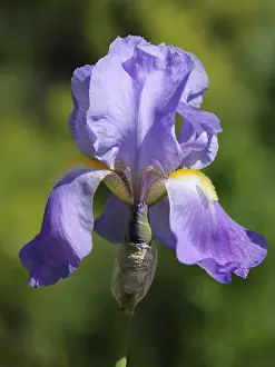 Desert Flowering Plants Prints: Iris
