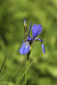 Iridaceae Family Prints: Iris