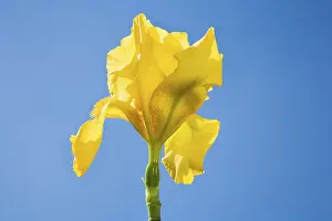 Bearded Iris Prints: Iris germanica