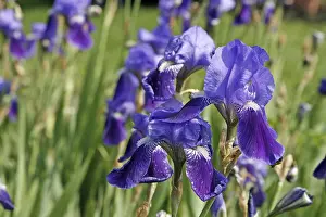 Asparagales Order Flowers Prints: Iris germanica, German Iris