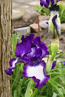 Uninhabited Garden Scene Prints: Iris, iris