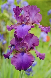 Purple Flowers Close Up Prints: Iris (Iris barbata elatior, Hybrid)