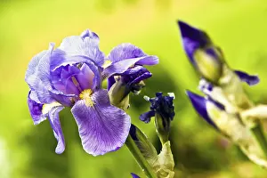 German Iris Prints: Iris (Iris croatica)