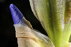 Iris Germanica Prints: Iris (Iris Germanica)