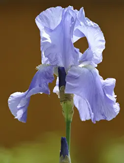 German Iris Prints: Iris (Iris Germanica)