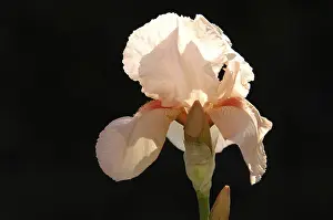 Bearded Iris Prints: Iris (Iris Germanica)
