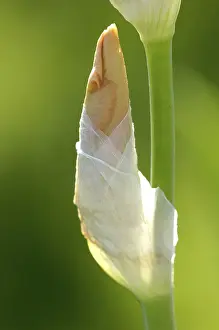 Close Up Flower Prints: Iris (Iris Germanica)