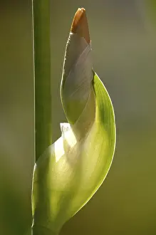 Macro Photography Prints: Iris (Iris Germanica)