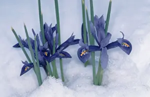 Prints of Iris (Iris reticulata) in snow Reticulata Prints: Iris Reticulata in Snow Print